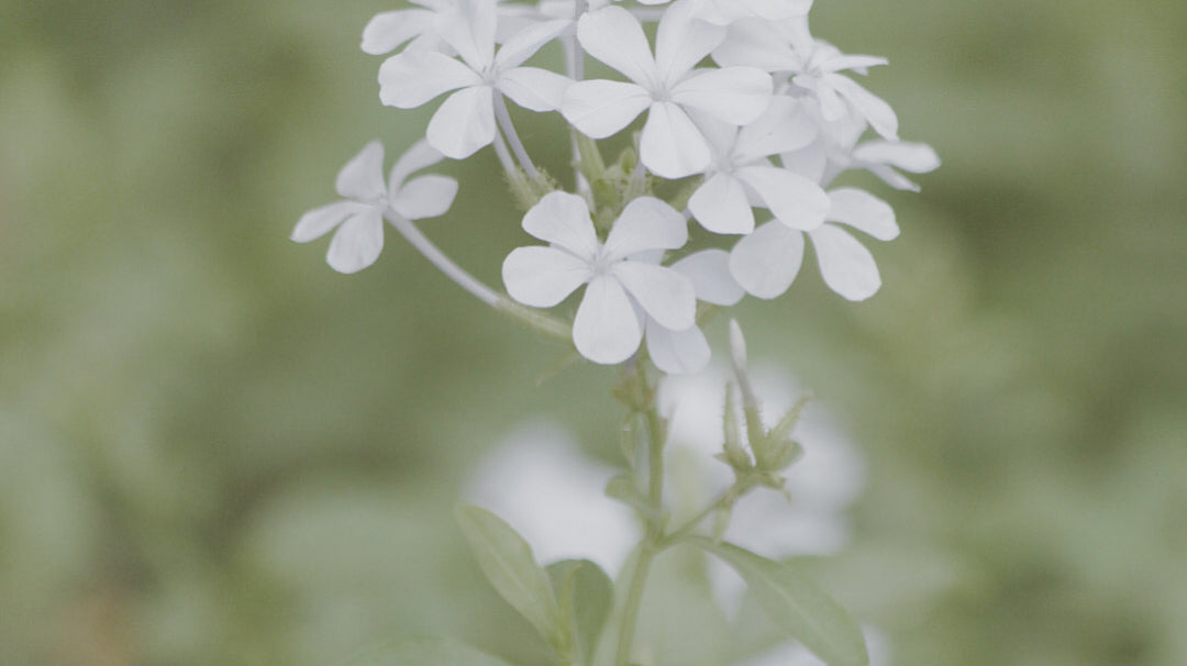 A Quiet Celebration.