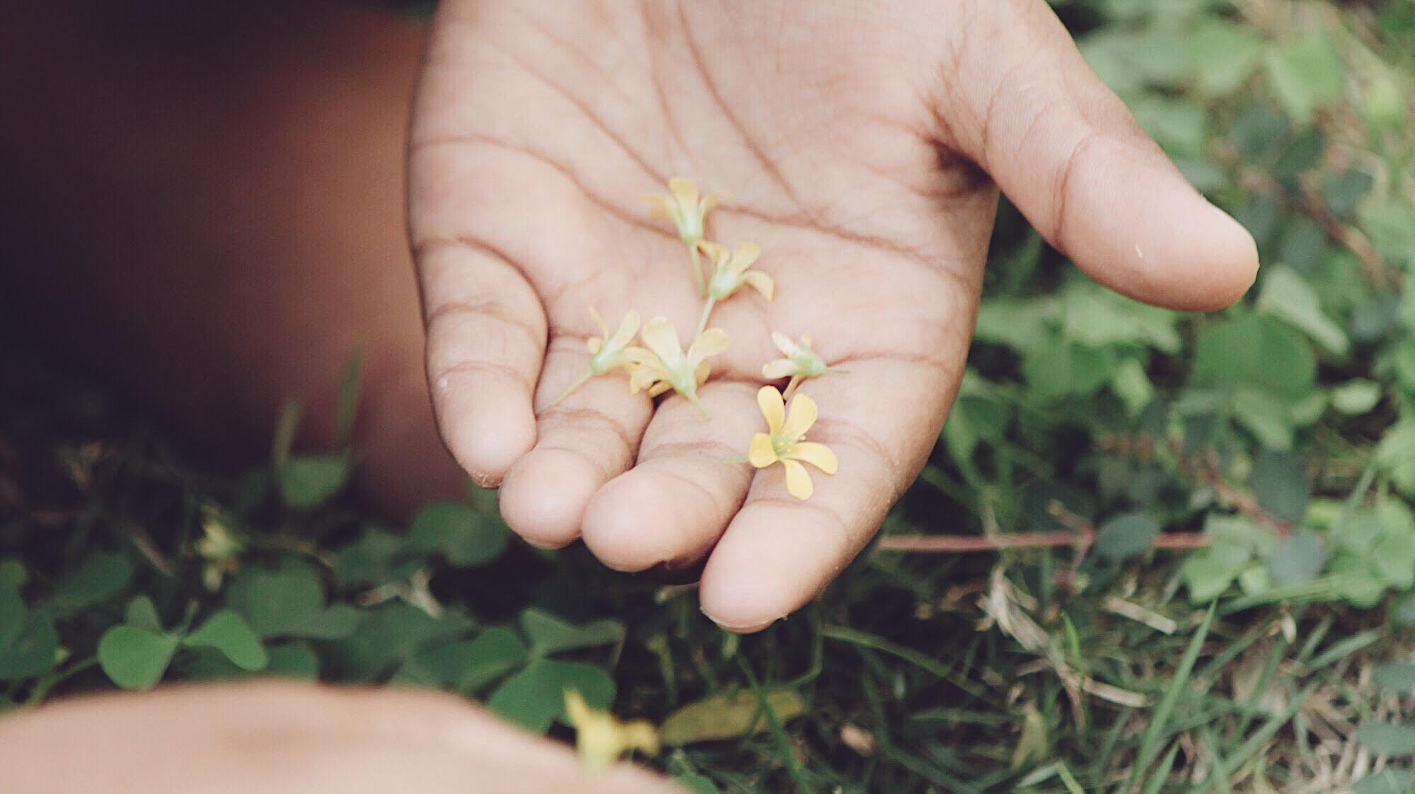 New born mango leaves and You