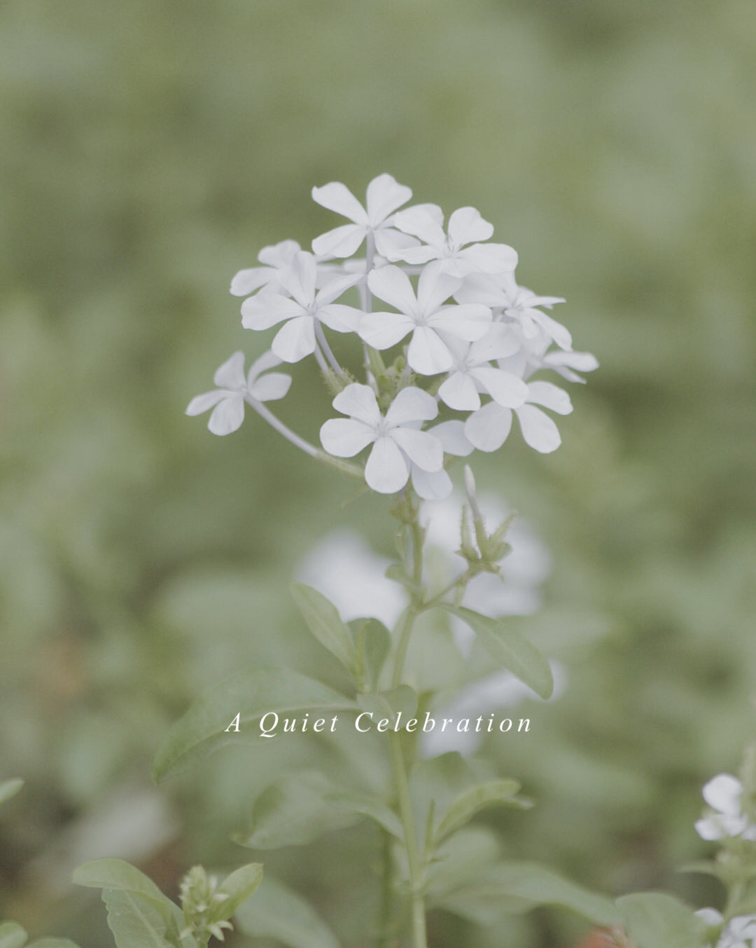 A Quiet Celebration.