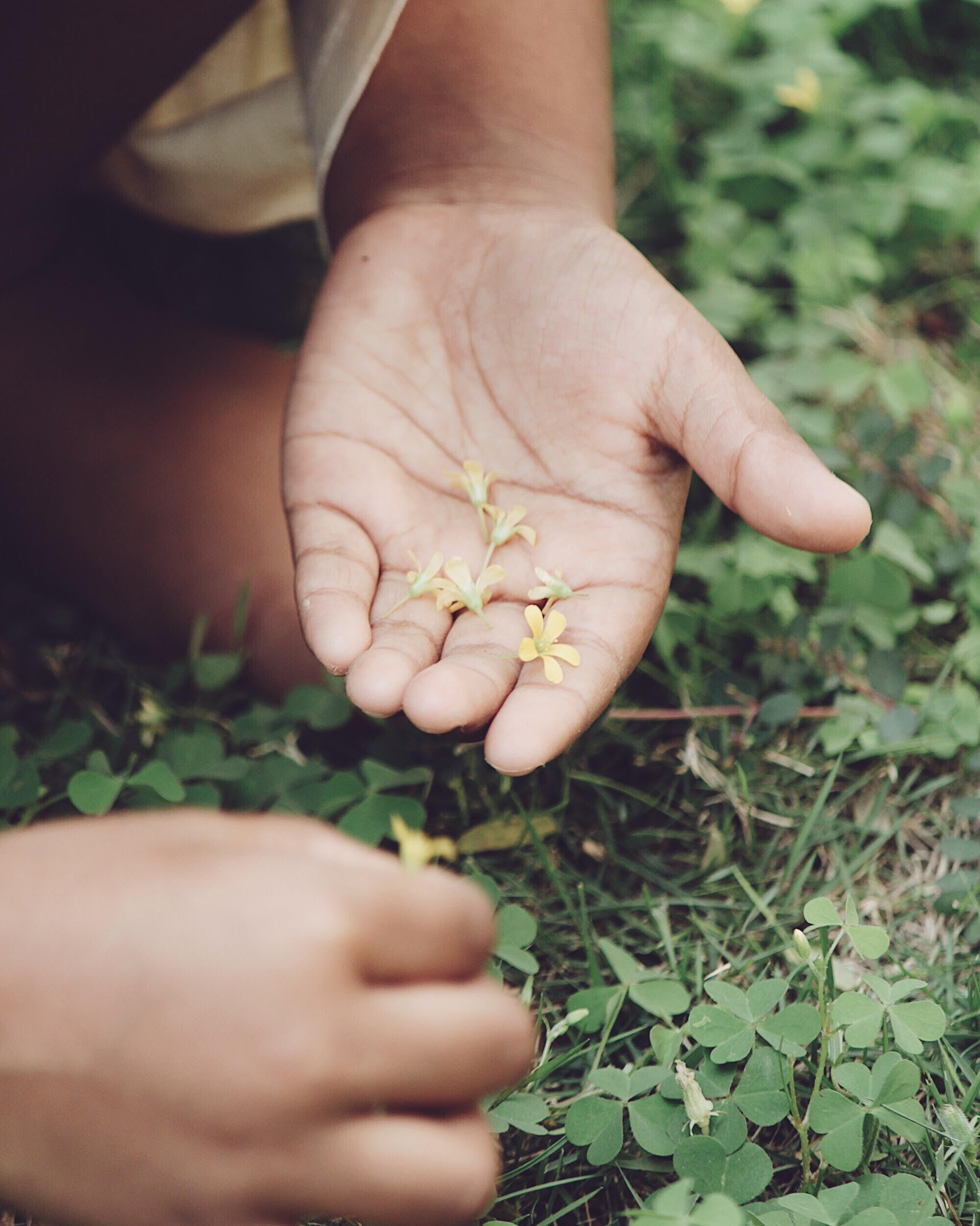 New born mango leaves and You